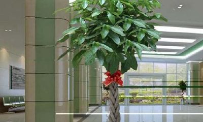 室内家居风水摆放植物大盘点