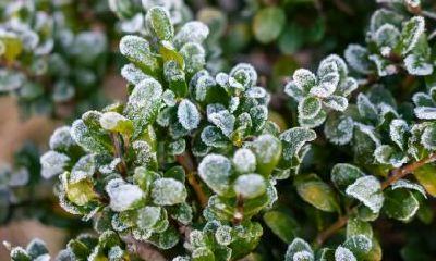 小寒节气出生的宝宝命运好吗？小寒出生命理解析！