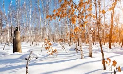 小寒节气出生的生肖鸡命运命理解析！