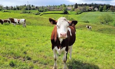 2021辛丑牛年农历九月十一日是结婚嫁娶吉日吗？