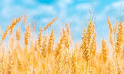 2021大暑是具体时辰是多少?大暑节气特点分析