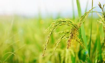 2020年10月8日寒露节气出生的宝宝命运好吗？