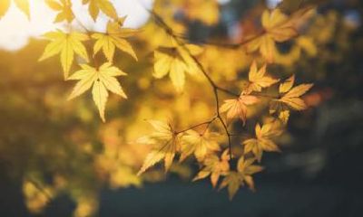 2020年秋分是农历几月几日？秋分结婚办喜酒好吗？