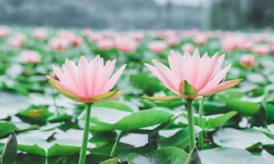 2020年出伏是哪一天几点几分，处暑是出伏的意思吗？