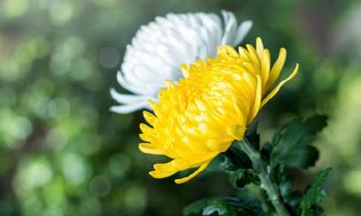 清明立碑上面的红布怎么处理？立碑女儿能够参加吗？