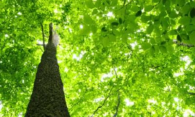 2020年3月5日惊蛰出生的男孩五行缺木取名