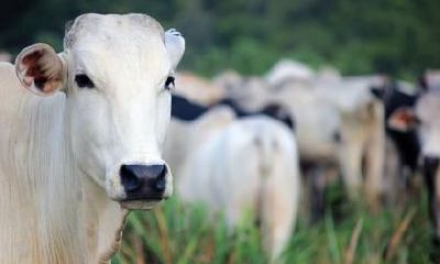 2021辛丑牛年农历二月初九出生牛宝宝好吗？是什么命？