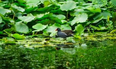 惊蛰节气适合吃什么水果？惊蛰为什么要吃梨？