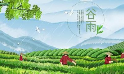 谷雨茶的功效和作用？谷雨茶又被称为什么茶？