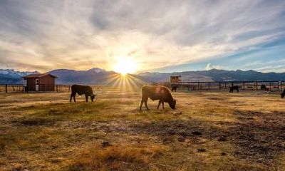 谷雨农事如何安排？谷雨有什么农事活动？