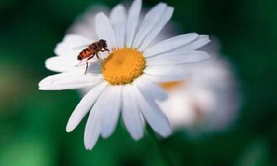 2021年惊蛰可不可以订婚？订婚需要准备什么？