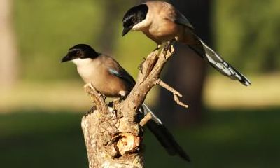 冬至节为什么吃豆腐？冬至是什么传统食物？