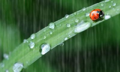 2020年谷雨日子好不好？2020年谷雨是黄道吉日吗？