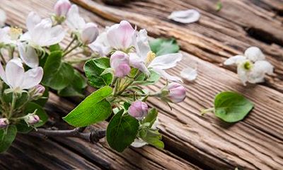 属兔双鱼座2022年运势