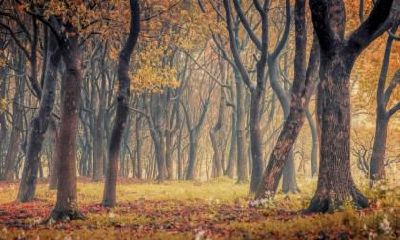 不同年的生肖鸡出生在谷雨节气命理解析！