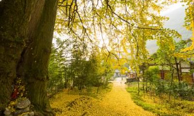 属龙的人出生的谷雨节气命运怎么样？好不好？