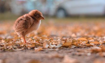 老公属兔我属鸡2022年怀孕生孩子行吗？