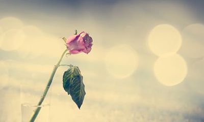 属兔人2022年运势及每月运程详解