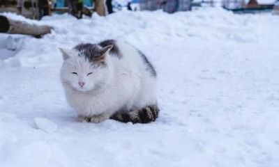 2020年冬至是哪一天几点几分？2020年冬至具体时间