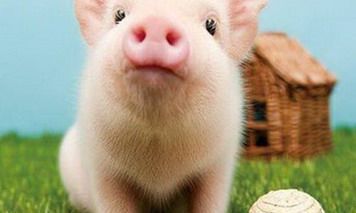 2022年属猪女和属兔男怀孕生孩子好不好？