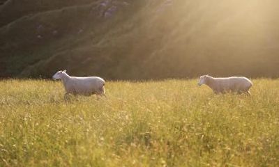 属羊五一劳动节出生的人命运如何？
