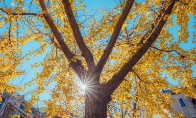 闰四月有什么传统习俗？2020年闰四月多少天？