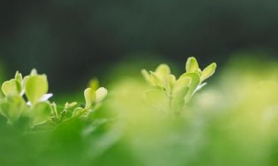 2018狗年寒露节气出生的宝宝取名乳名大全