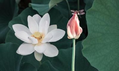 属马的人芒种节气出生好不好？属马几点出生最好命？