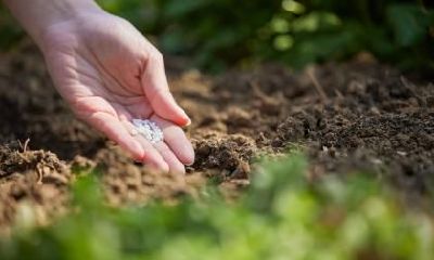 2018年重阳节出生的女孩五行缺木怎么取名？九月九出生的人不一般？