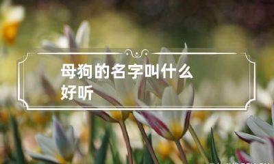 母狗的名字叫什么好听