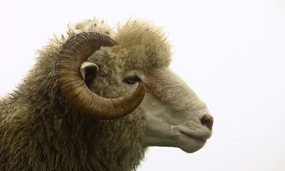 我属羊老公属兔2022年生虎宝宝适不适合？