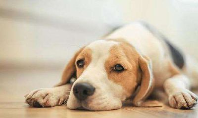 辰时出生的生肖狗命苦？辰时是什么时辰？