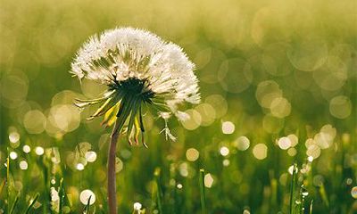 属兔人2022年运势运程 生肖兔在虎年全年每月运势详情