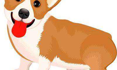 卯时出生的属狗的命运分析大全