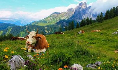 2021辛丑年农历二月初二出生的牛宝宝命运解析