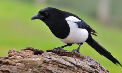 2020年小年吃什么传统食物，小年有哪些风俗？