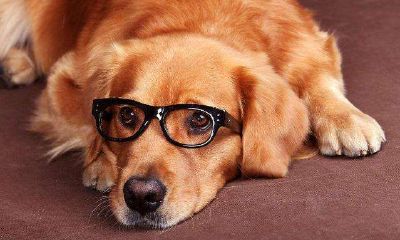 生肖狗午时出生的命运好不好？