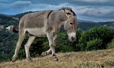 梦到一只驴在飞上天
