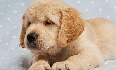 梦到一只小狗总跟着