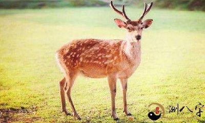 梦到自己是一只鹿