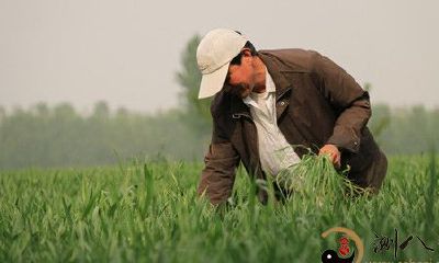 梦见在地里拔草