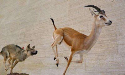 梦见有人追赶自己