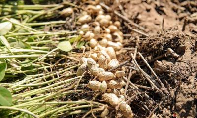 梦见在地里拔花生