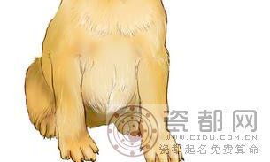 生肖狗不婚的原因