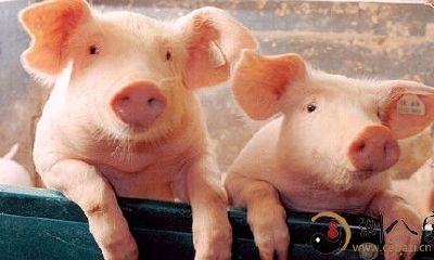 梦见别人喂一头猪