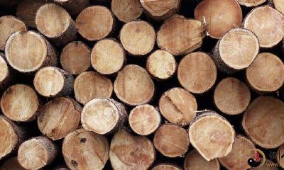 梦见别人扛木头