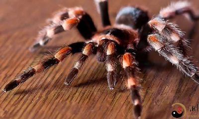 梦见放生搜索引擎蜘蛛