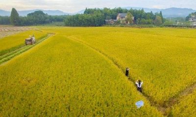 梦见挑粪泼稻田