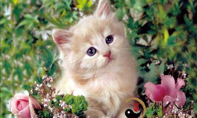 梦见小猫蹲在马路边