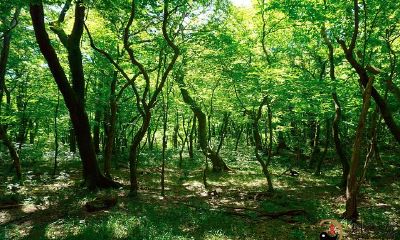 梦见迷路找不到家